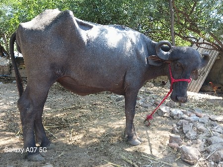 ખળેલી વેચવાની છે