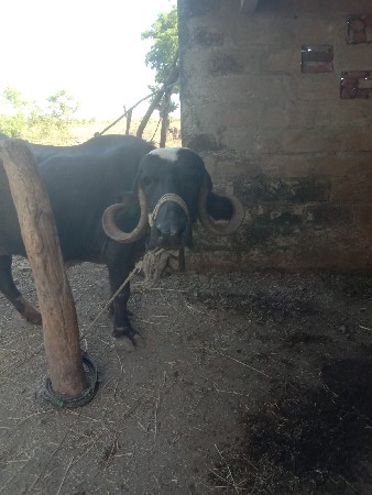 10 દિવસની કાચી