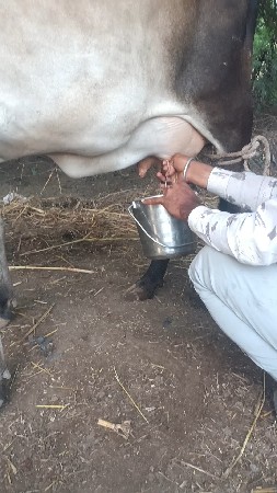 ગાય વેસવી વેણલ છે