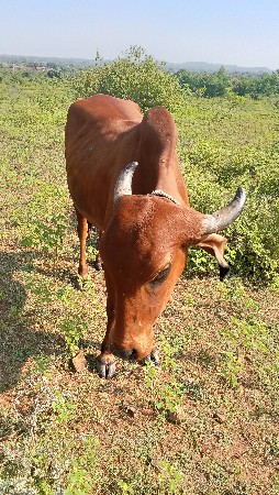 પૈલુ વેતર ની હોળકીવેસવાની છે