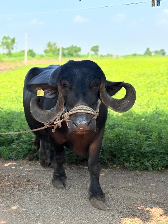 ભેંસ વેચવાની છે