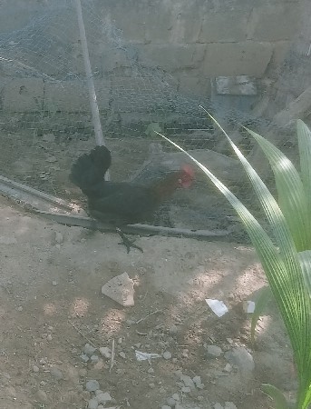 મુરઘી વેચવાની છે