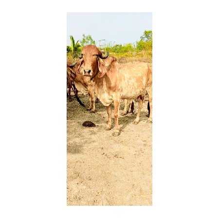 ગાય
