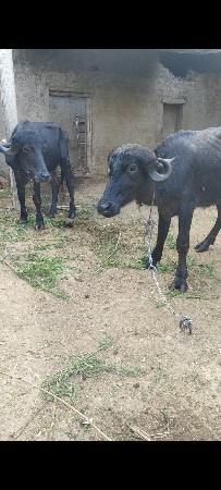 2 પાડિયું વેચવાની 2 વર્ષ ની