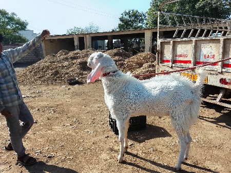 બકરો વેચવાનો છે