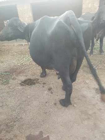 ભેંસ વેચવાની છે