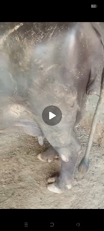 જાફરાબાદી ભેસ છે