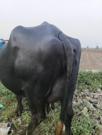 ભેંસ વેચવાની છે