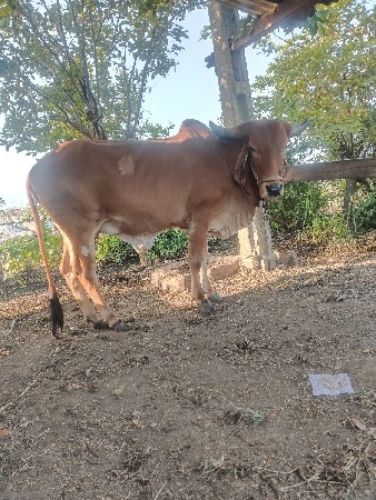 ગાય વેચવાની છે