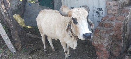 આ સફેદ ગાય વેચવાની છે
