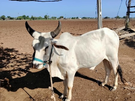 વેચવાના છે