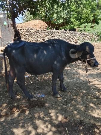 પાડો વેસવો