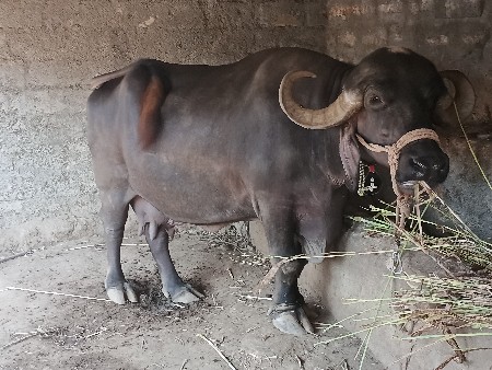 તીજુ વેતર ભેંસ વેચવાની છે