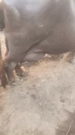 વેચવાની છે