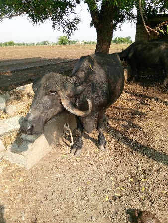 ભેંસ વેચવાની છે