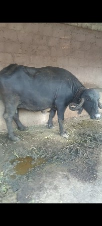 ભેસદેવાનીસે