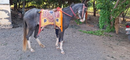 બે દાંત વાછેરી છે
