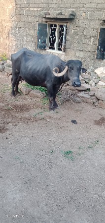 ભેંસ