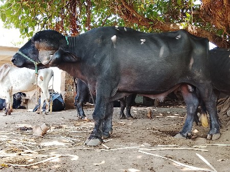 પાડો વેચવાનો છે