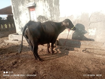 ભેંસ વેચવાની છે
