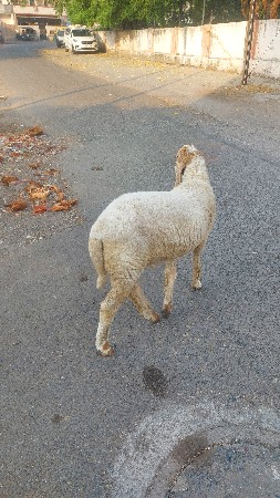 ૧૦ મોન્ટ ઘેટો