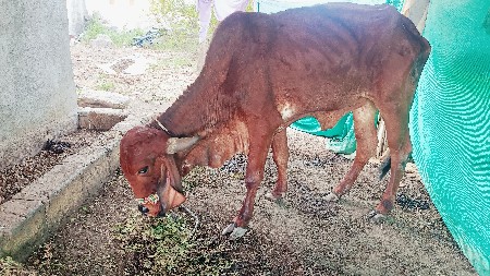 ગીર ગાય ની હોળકી