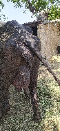 ભેસ વેચવાની છે