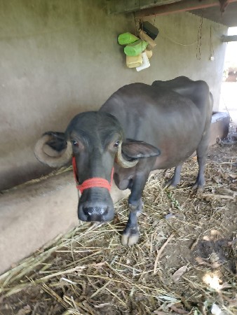 ભેંશ વેચવાની છે