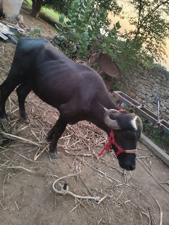ખડેલા વેચવાના છે