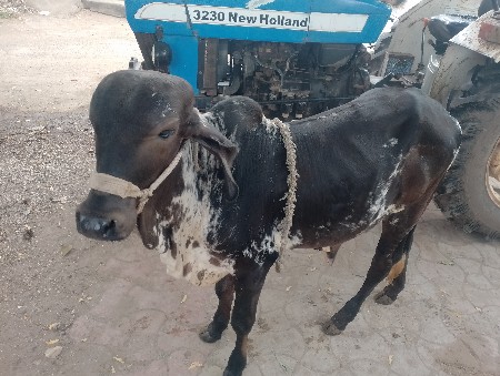 ખૂતિયો દેવાનો છે મફત માં