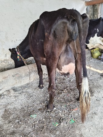 પાંચ ગાયું વેચવાની છે