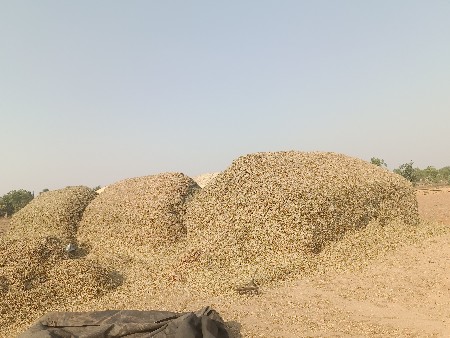 મગોટુ
