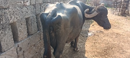 ભેસ વેસવાની છે