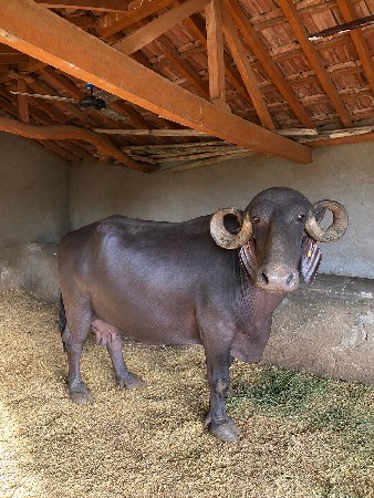 5_ 6 દિવસની કાચી છે