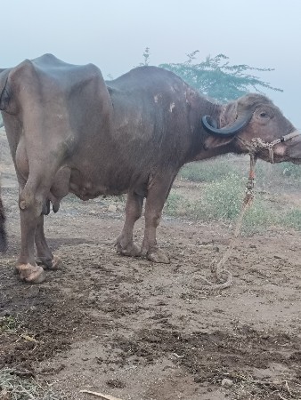 ભેંસ વેચવાની છે