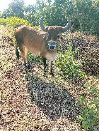 બળદ વેચવાના છે