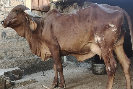 ઞીર ઓરીજનલ