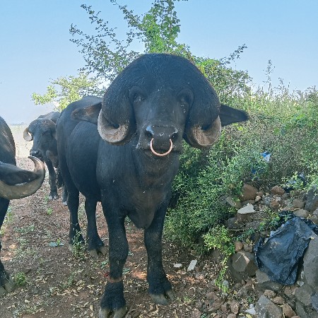આ દાવ પાડો વેચવાનો છે