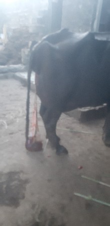nhesh vachvane che