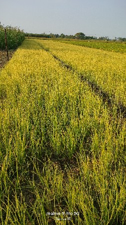 ડુંગળીનો રોપ વેસવાનો છે