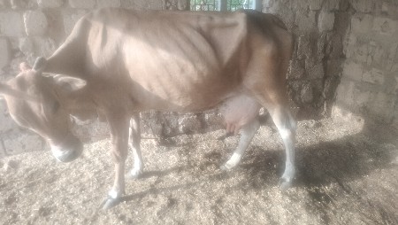 jarsi gay vechavani se