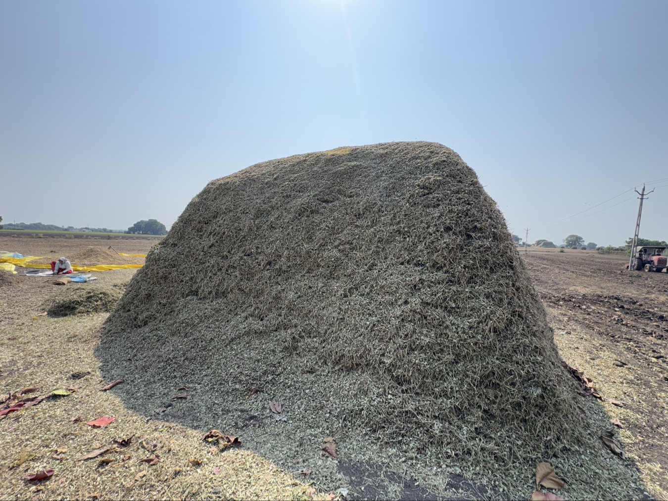માંડવી નો સારો વેચવાનો છે