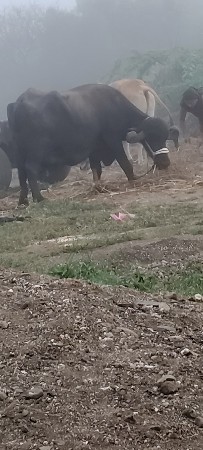 ભેસ વેચવાની છે.