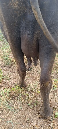3 વેતર