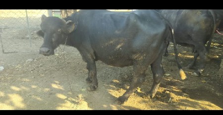 ભેંસ વેચવાની છે