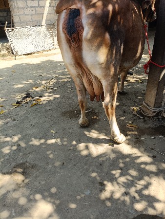 ગાય વેચવાની છે