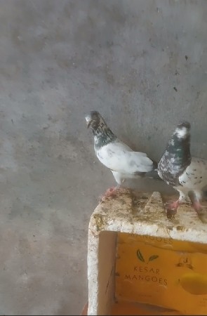 કબુતર વેચવાના છે