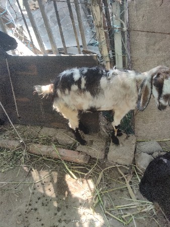 ચાર મહિના ગાબણ બે