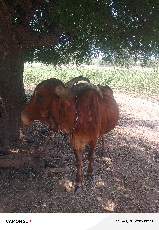 દેશી ગાય