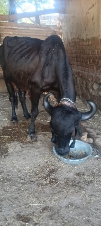 બ્લેક લીલડી ગાય વેચવાની છે
